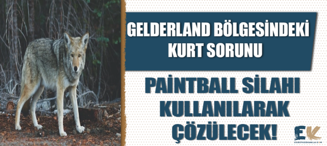 hollanda_nin_genderland_bolgesindeki_kurt_sorunu_paintball_silahi_kullanilarak_cozulecek_h48782_88481