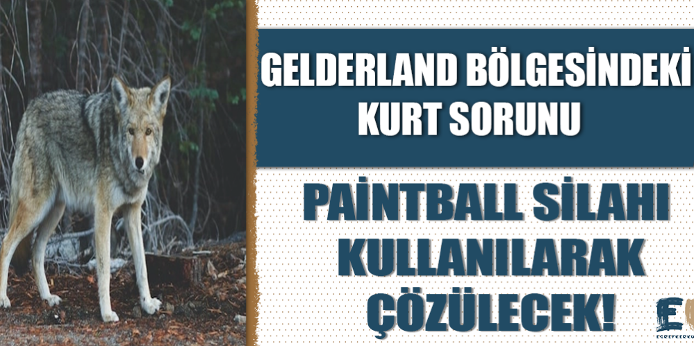 hollanda_nin_genderland_bolgesindeki_kurt_sorunu_paintball_silahi_kullanilarak_cozulecek_h48782_88481